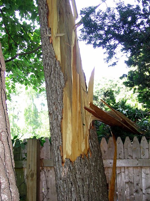A tree struck by lightning
