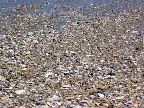 a lot of shells on the beach