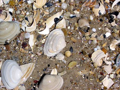sea shell closeup