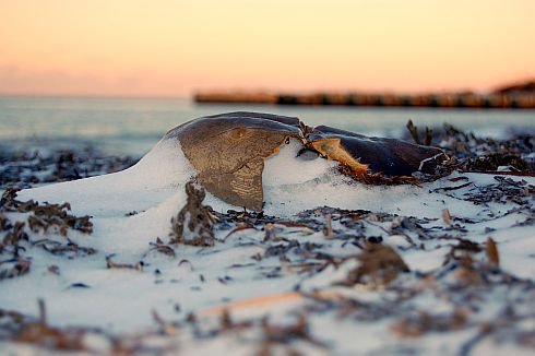 horseshoe-crab