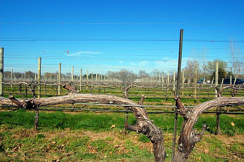 vineyard-spring-buds