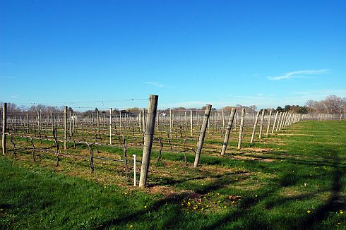 vineyard-spring