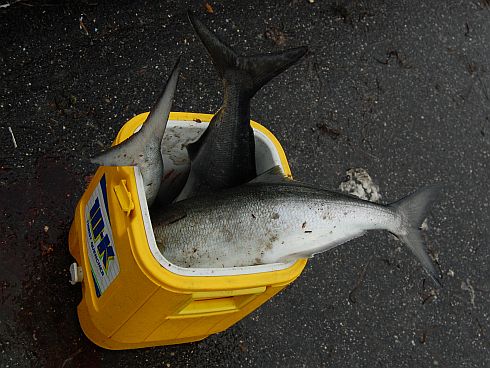 bucket-o-blues