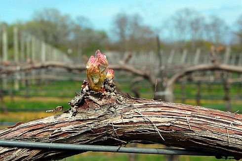 bud-break