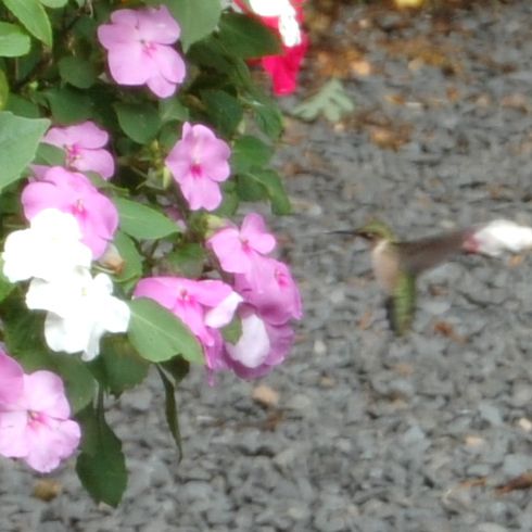 hummingbird-2