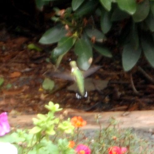 hummingbird-4